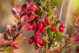 Attēlu rezultāti vaicājumam “Berberis thunbergii fruit”