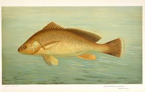 Image result for Aplodinotus grunniens