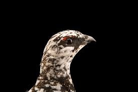 Image result for Lagopus muta