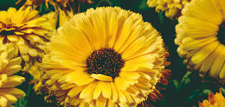 Attēlu rezultāti vaicājumam “Calendula officinalis”