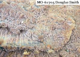 Attēlu rezultāti vaicājumam “Phlebia serialis”