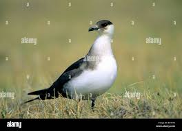 Attēlu rezultāti vaicājumam “Stercorarius parasiticus adult”