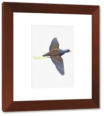 Attēlu rezultāti vaicājumam “Gallinula chloropus adult”