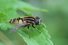 Attēlu rezultāti vaicājumam “Helophilus sp.”