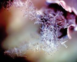 Attēlu rezultāti vaicājumam “Diderma roanense macro”