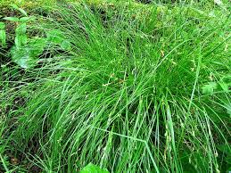 Attēlu rezultāti vaicājumam “Carex remota”