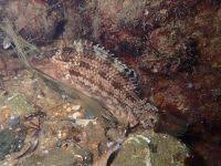 Image result for Symphodus bailloni