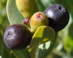 Attēlu rezultāti vaicājumam “Blysmus compressus fruit”