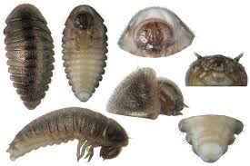 Attēlu rezultāti vaicājumam “Cytilus sericeus”