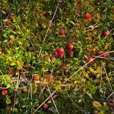 Attēlu rezultāti vaicājumam “Oxycoccus palustris”