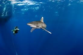 Image result for Carcharhinus longimanus