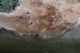 Attēlu rezultāti vaicājumam “Antrodia macra”