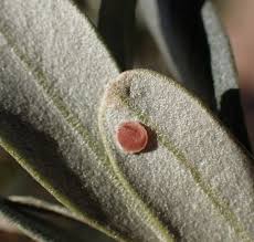 Attēlu rezultāti vaicājumam “Malachidae”