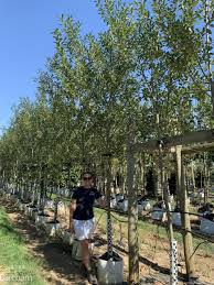 Attēlu rezultāti vaicājumam “Salix pentandra”