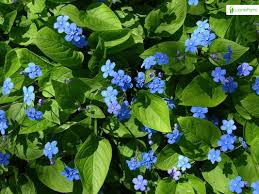 Image result for Omphalodes verna
