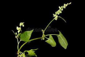 Attēlu rezultāti vaicājumam “Fallopia convolvulus fruit”