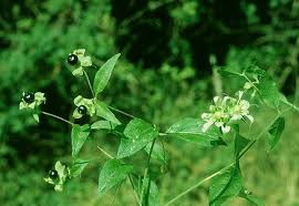 Attēlu rezultāti vaicājumam “Silene baccifera”