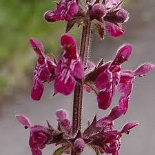 Attēlu rezultāti vaicājumam “Stachys sylvatica bud”