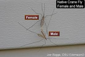 Attēlu rezultāti vaicājumam “Tipulidae male”