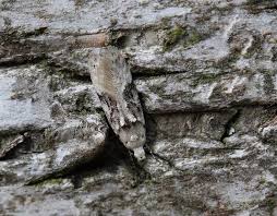 Attēlu rezultāti vaicājumam “Carpatolechia alburnella”