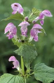 Attēlu rezultāti vaicājumam “Galeopsis tetrahit”