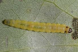 Attēlu rezultāti vaicājumam “Ancylis laetana”