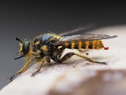 Attēlu rezultāti vaicājumam “Choerades sp.”