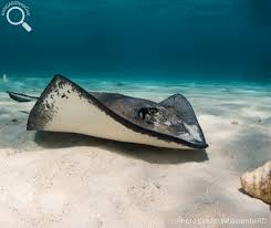 Image result for Hypanus americanus