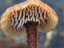 Attēlu rezultāti vaicājumam “Auriscalpium vulgare”