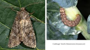 Attēlu rezultāti vaicājumam “Mamestra brassicae pupa”