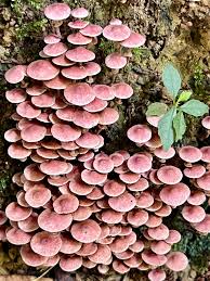 Attēlu rezultāti vaicājumam “Hypholoma sp.”