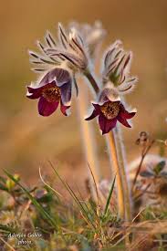 Attēlu rezultāti vaicājumam “Pulsatilla pratensis bud”