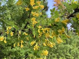 Attēlu rezultāti vaicājumam “Caragana arborescens fruit”