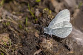 Attēlu rezultāti vaicājumam “Leptidea sinapis”