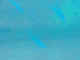 Image result for Harbour Lights Snorkelling Club (HLSC)