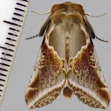 Attēlu rezultāti vaicājumam “Habrosyne pyritoides”