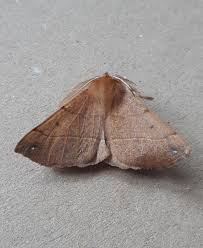 Attēlu rezultāti vaicājumam “Colotois pennaria”