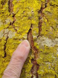 Attēlu rezultāti vaicājumam “Chrysothrix candelaris”