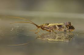 Attēlu rezultāti vaicājumam “Glyphotaelius pellucidus”