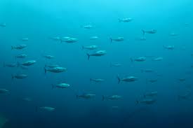 Image result for Thunnus obesus
