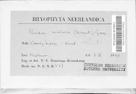 Attēlu rezultāti vaicājumam “Nardia scalaris”