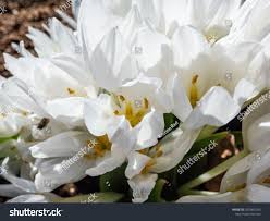 Attēlu rezultāti vaicājumam “Colchicum szovitsii subsp. szovitsii flower”