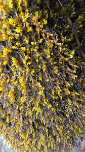 Attēlu rezultāti vaicājumam “Hygrohypnum luridum”