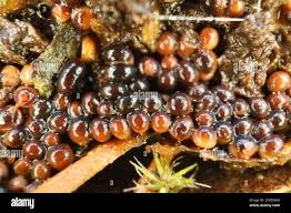 Attēlu rezultāti vaicājumam “Trichia alpina macro”