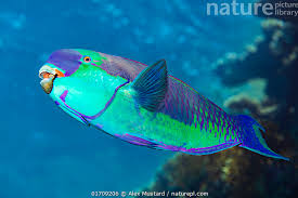 Image result for Chlorurus gibbus