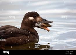 Attēlu rezultāti vaicājumam “Melanitta fusca male”