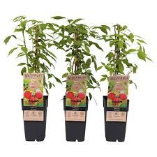 Attēlu rezultāti vaicājumam “Rubus idaeus fruit”