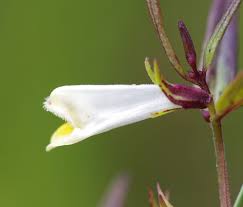 Attēlu rezultāti vaicājumam “Melampyrum pratense bud”