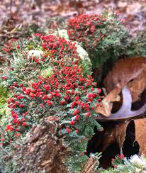 Attēlu rezultāti vaicājumam “Hymenostylium recurvirostrum macro”