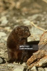 Attēlu rezultāti vaicājumam “Mustela vison”